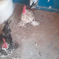 خروس یوسل|حیوانات مزرعه|قم, تعویض پلاک|دیوار
