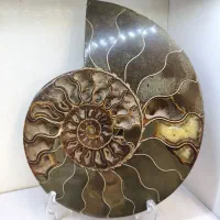 سنگ امونیت
