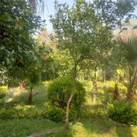 نوشهر محدوده چلندر ۹۵۰متر ویلاباغ باسند|فروش خانه و ویلا|نوشهر, |دیوار