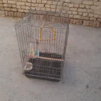 سلام قفس عروس هلندی
