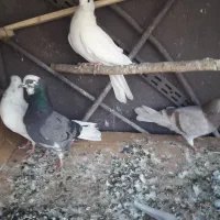 کبوتر تهرانی|پرنده|خاوران, |دیوار