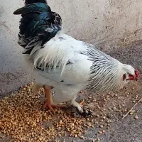 خروس