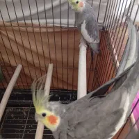 عروس هلندی مولد|پرنده|پاکدشت, شهرک امام رضا|دیوار