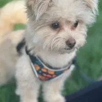 پامر ماده یکساله