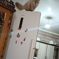 گربه پرشین کلاسیک