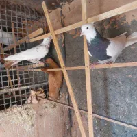 کفتر زرد و طوقی هفرنگ|پرنده|سبزوار, میدان بار|دیوار