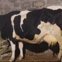 بوقاز مال دامازدخ