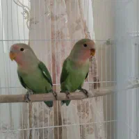 طوطی برزیلی|پرنده|همدان, |دیوار