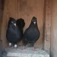 3جفت کفتر آس خونگی