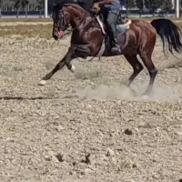 سیلمی،اصیل کرد باتولیدهای عالی