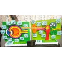 ماکت جابر ماکت طرح جابر کاردستی چرخه آب|مجسمه، تندیس، ماکت|مشهد, سیسآباد|دیوار