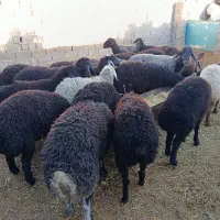 گوسفند زنده برای عید قربان