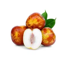 درخت عناب لانگ چینی ، نهال عناب ، نهالستان مشهد|خدمات باغبانی و درختکاری|مشهد, خواجه ربیع|دیوار