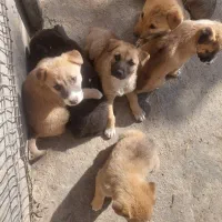 توله سگ‌ نگهبان