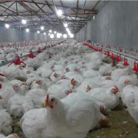 مجوز مرغداری ۶۰ هزارتایی