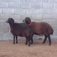 بره ماده دوقلو،افشار،میش بز