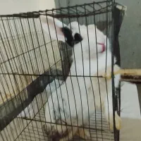 خرگوش|موش و خرگوش|میناب, |دیوار