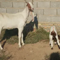 بز پاکستانی|حیوانات مزرعه|انبارآلوم, |دیوار