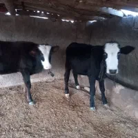 ۲ راس گوساله نر|حیوانات مزرعه|پلدختر, |دیوار