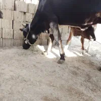 گاو|حیوانات مزرعه|میناب, |دیوار