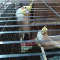 یک جفت عروس هلندی|پرنده|دلیجان, |دیوار