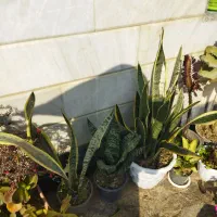 انواع گلهای  طبیعی|گل و گیاه طبیعی|اطاقور, |دیوار