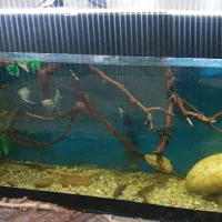 ماهی و آکواریوم