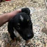 واگذاری|سگ|رشت, کوی حسینی|دیوار