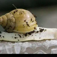 فروش حلزون متوسط و بزرگ