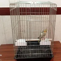 عروس هلندی گمشده پیدا کردین لطفا تحویل بدید