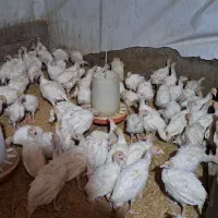 فروش عنوان جوجه بوقلمون بیوتی ۶