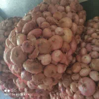 پیاز سپیدان|عمدهفروشی|همایجان, |دیوار