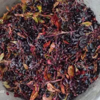 زرشک تازه کوهی