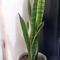 گل سانسور یا دوعددفروشی