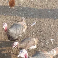 بقلمون نر برنز سینه پهن امریکایی