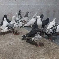 کبوتر جوجه مغلوف|پرنده|قم, نیروگاه|دیوار