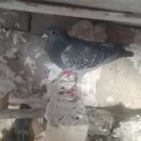 هشت عدد پلاکی درجه یک مسافت بلند