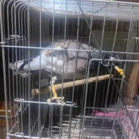 مرغ مینا|پرنده|شهریار, شهریار|دیوار