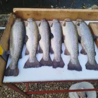 ماهی قزل آلا