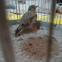 سهره خاکی شلاقی