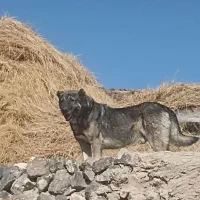 سگ 3 ساله|سگ|صومای برادوست, |دیوار