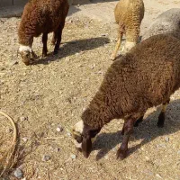 ۴ راس بره نر سالم و سرحال پوشی|حیوانات مزرعه|نهاوند, |دیوار