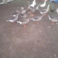 غاز|حیوانات مزرعه|شفت, |دیوار