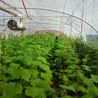 گلخانه|عمده‌فروشی|گنبد کاووس, |دیوار