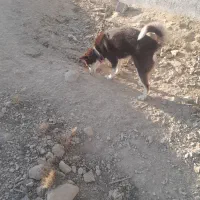 سگ ماده هاسکی ۹ ماه زیبا|سگ|شیروان (خراسان), |دیوار