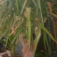 تعدادی گل