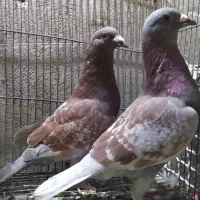 یه جفت  پلاکی سخریج
