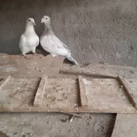 جفت سرور|پرنده|تربت جام, جامرود|دیوار