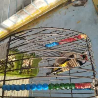 سهره نر دم پرستویی ریزه خونی می‌کنه خوشگل و زیبا