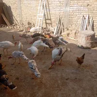 بوقلمون نر و ماده|حیوانات مزرعه|مرودشت, رودبال|دیوار